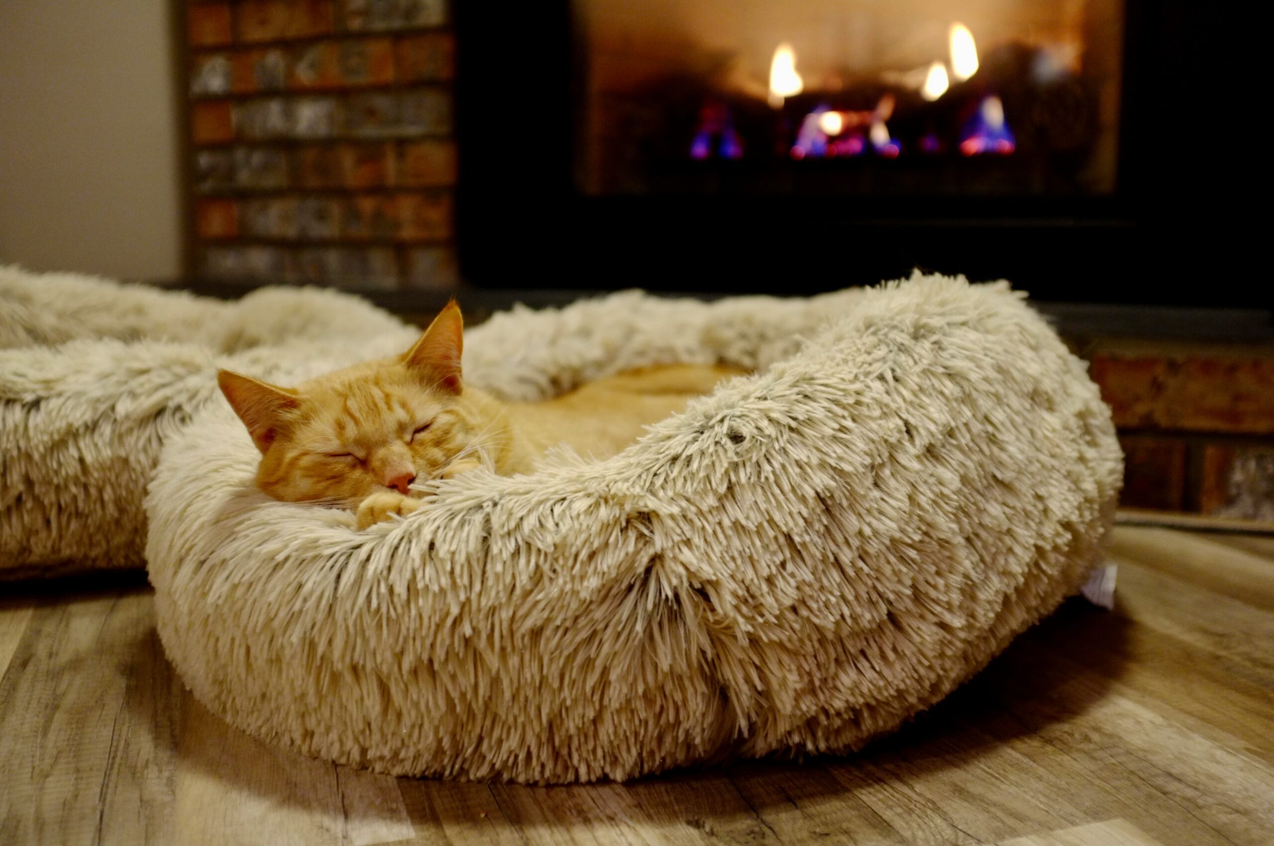 Furniture & Beds